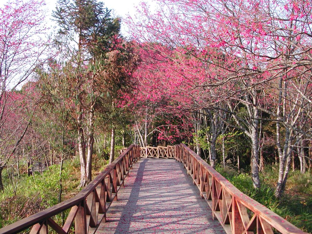 藤枝國家森林遊樂區